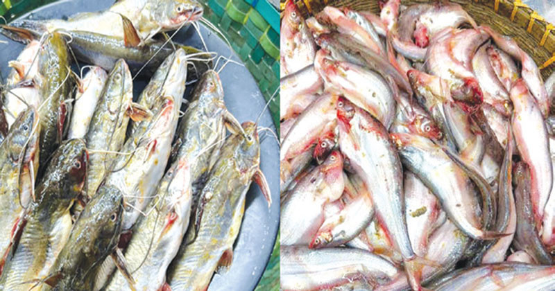 khulna_sadia