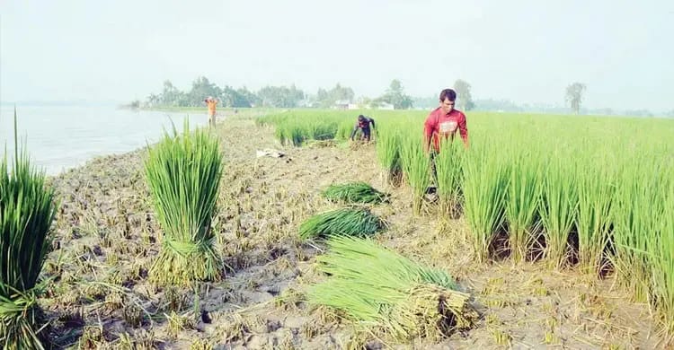 teesta_sadia