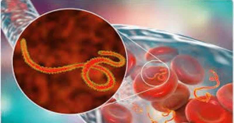 virus_sadia