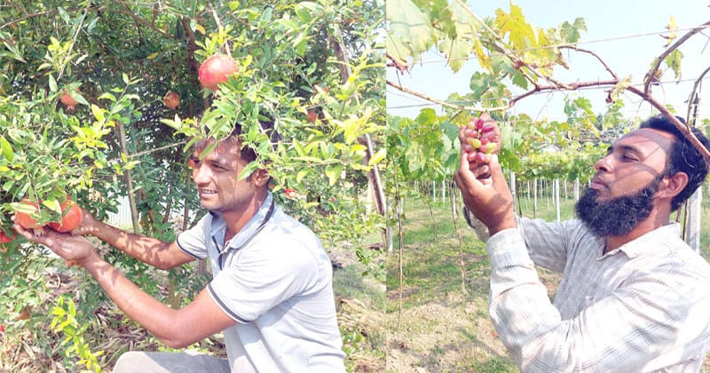 crops_sadia
