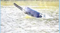 dolphin_sadia