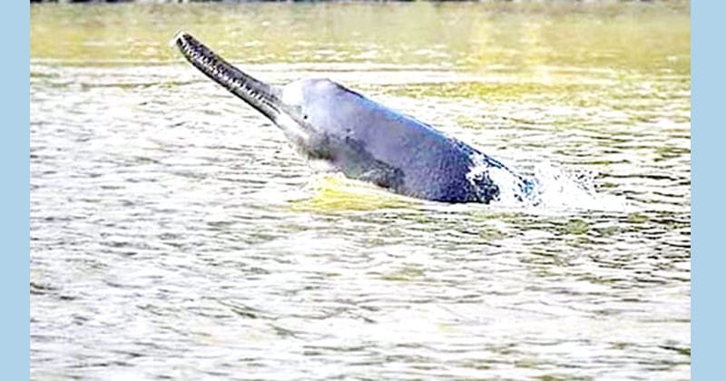 dolphin_sadia